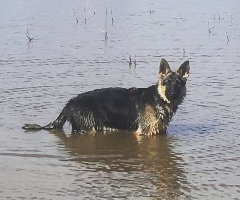 narla swim